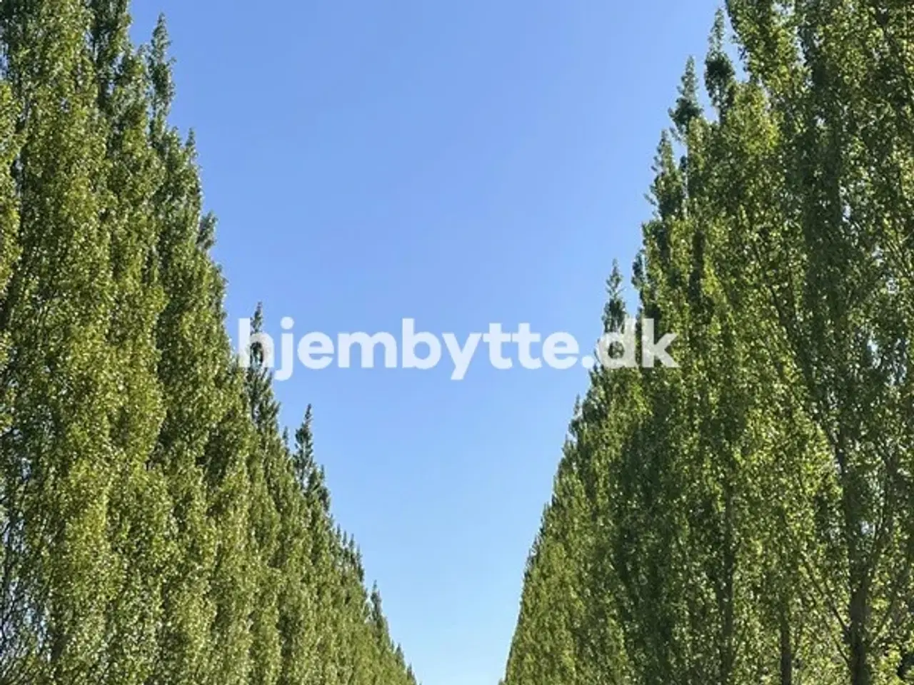 Billede 8 - Hjembytte - Ringertoften