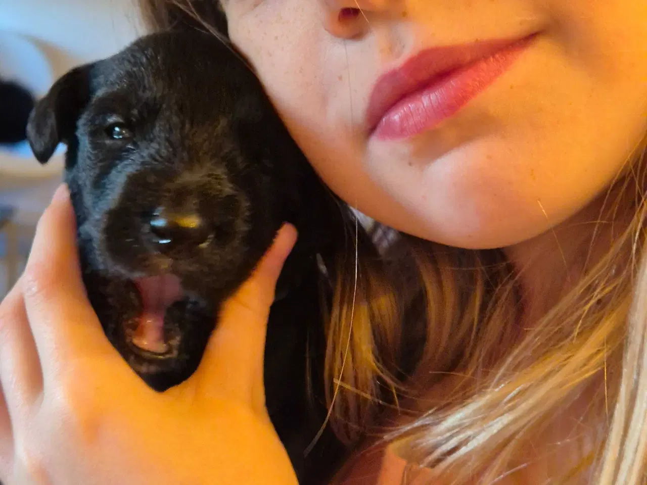 Billede 8 - Unikke Whipoodle