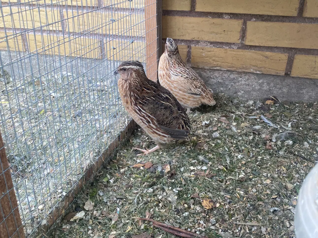 Billede 1 - Vagtel Hanner til avl