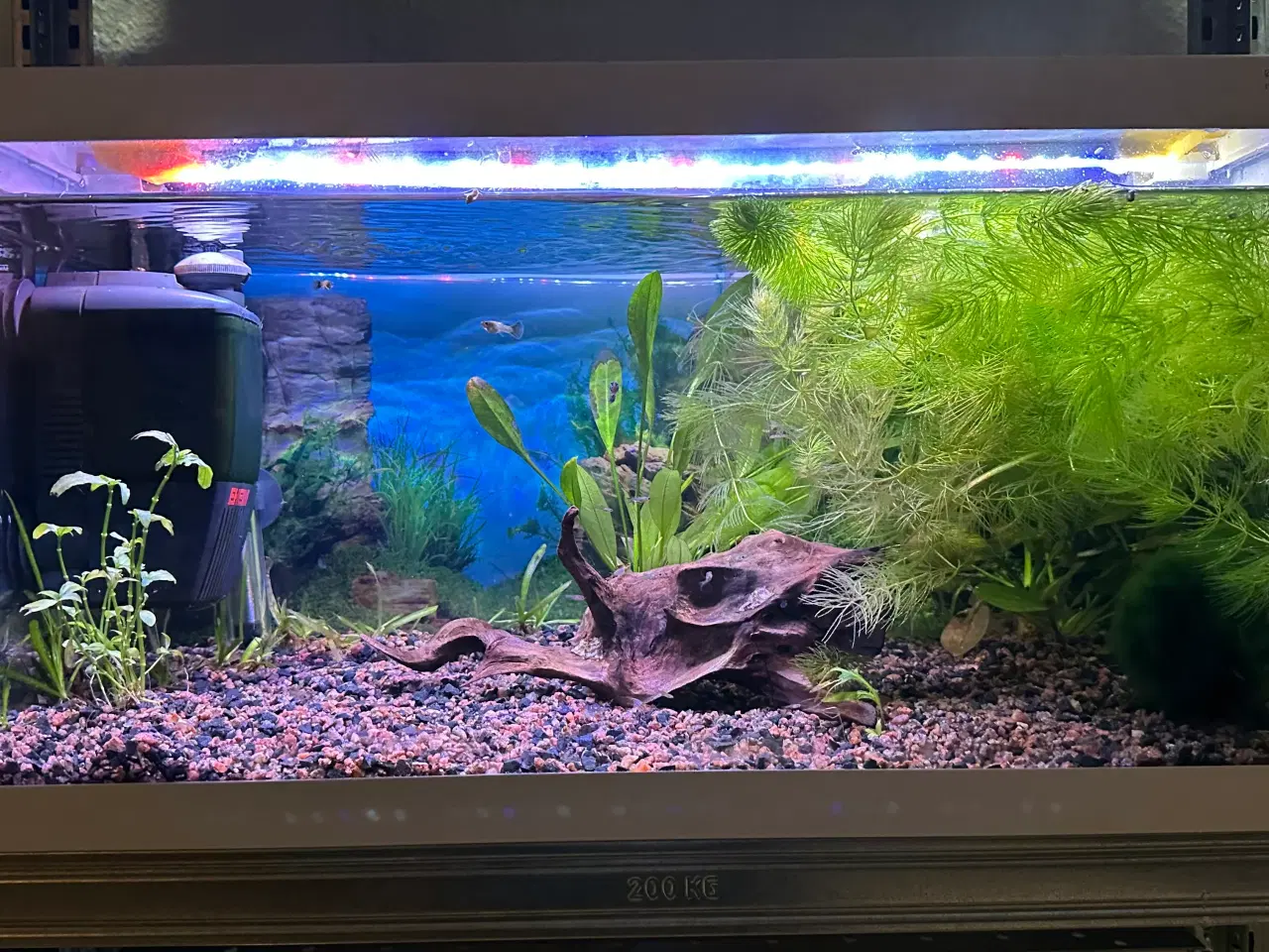 Billede 1 - Eheim starter akvarie på 54L klar til brug. 