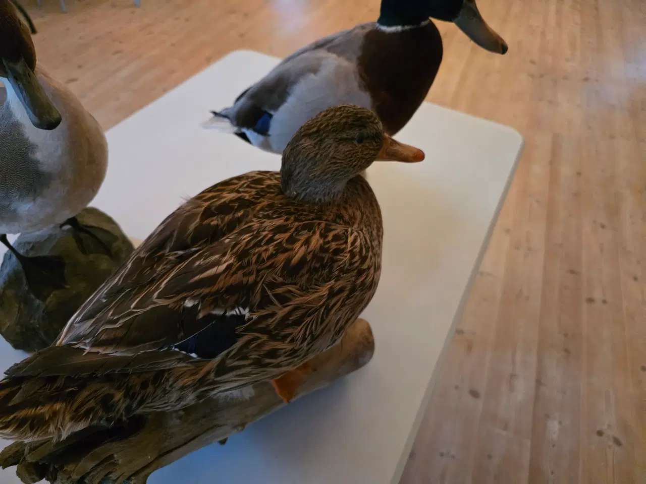 Billede 4 - Svømmeænder sælges samlet eller hver for sig