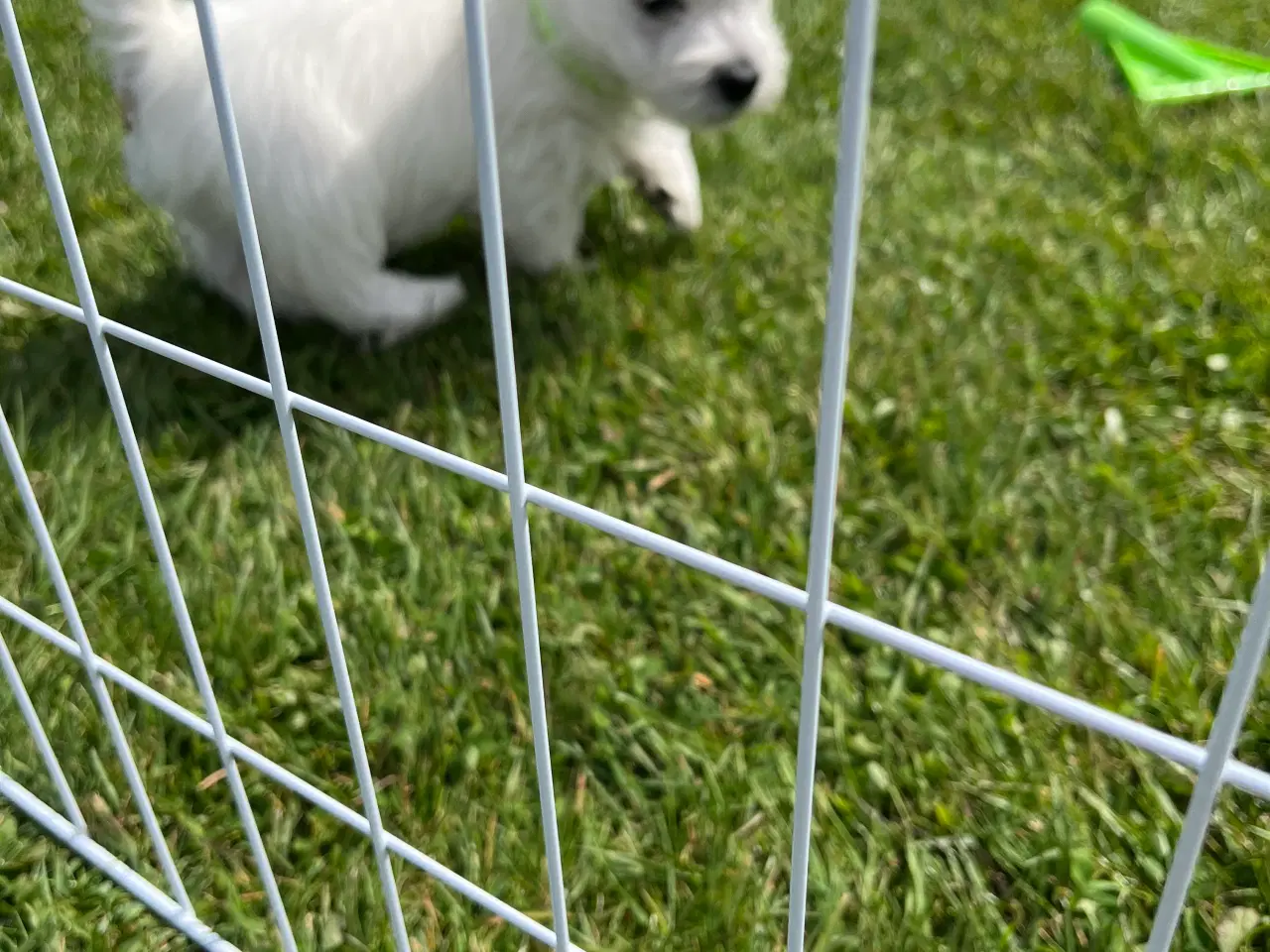 Billede 6 - West Highland White Terrier Westie hvalp sælges