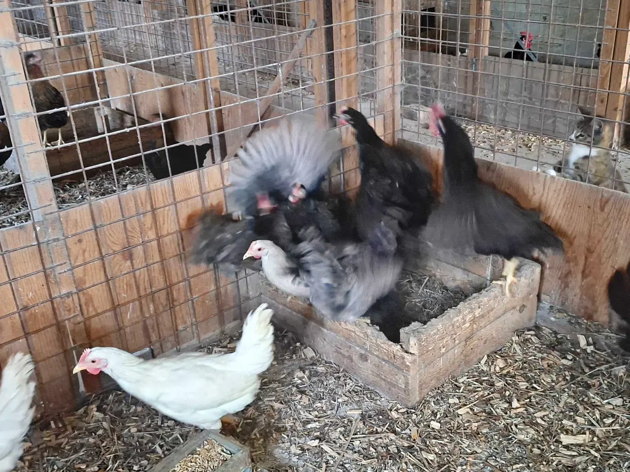 Billede 1 - Høns