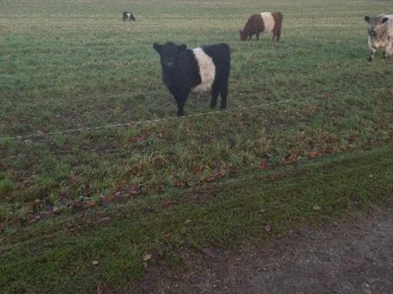 Billede 3 - Galloway Kviekalv