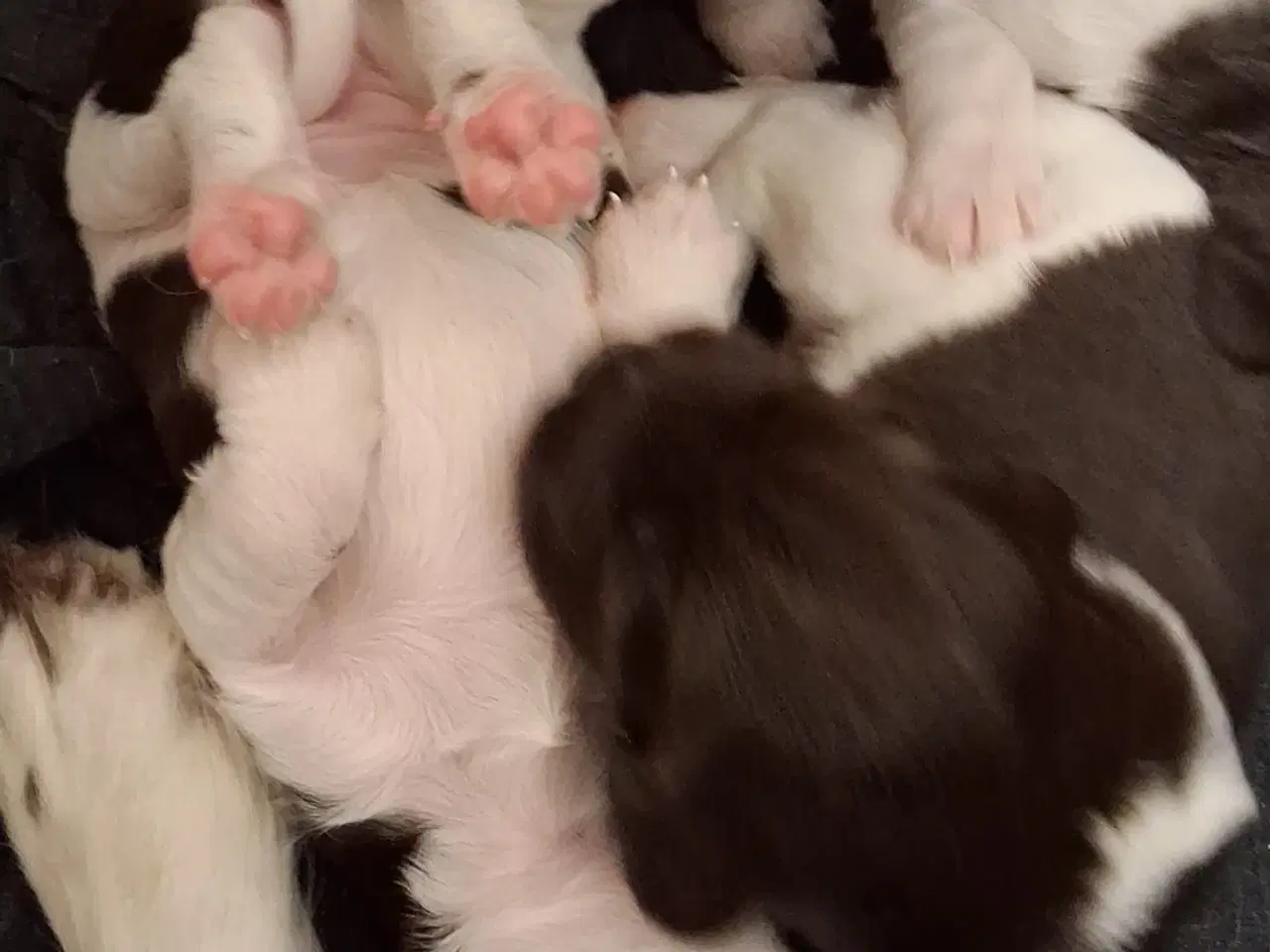 Billede 3 - Engelsk Springer Spaniel og Kleiner Münsterländer 