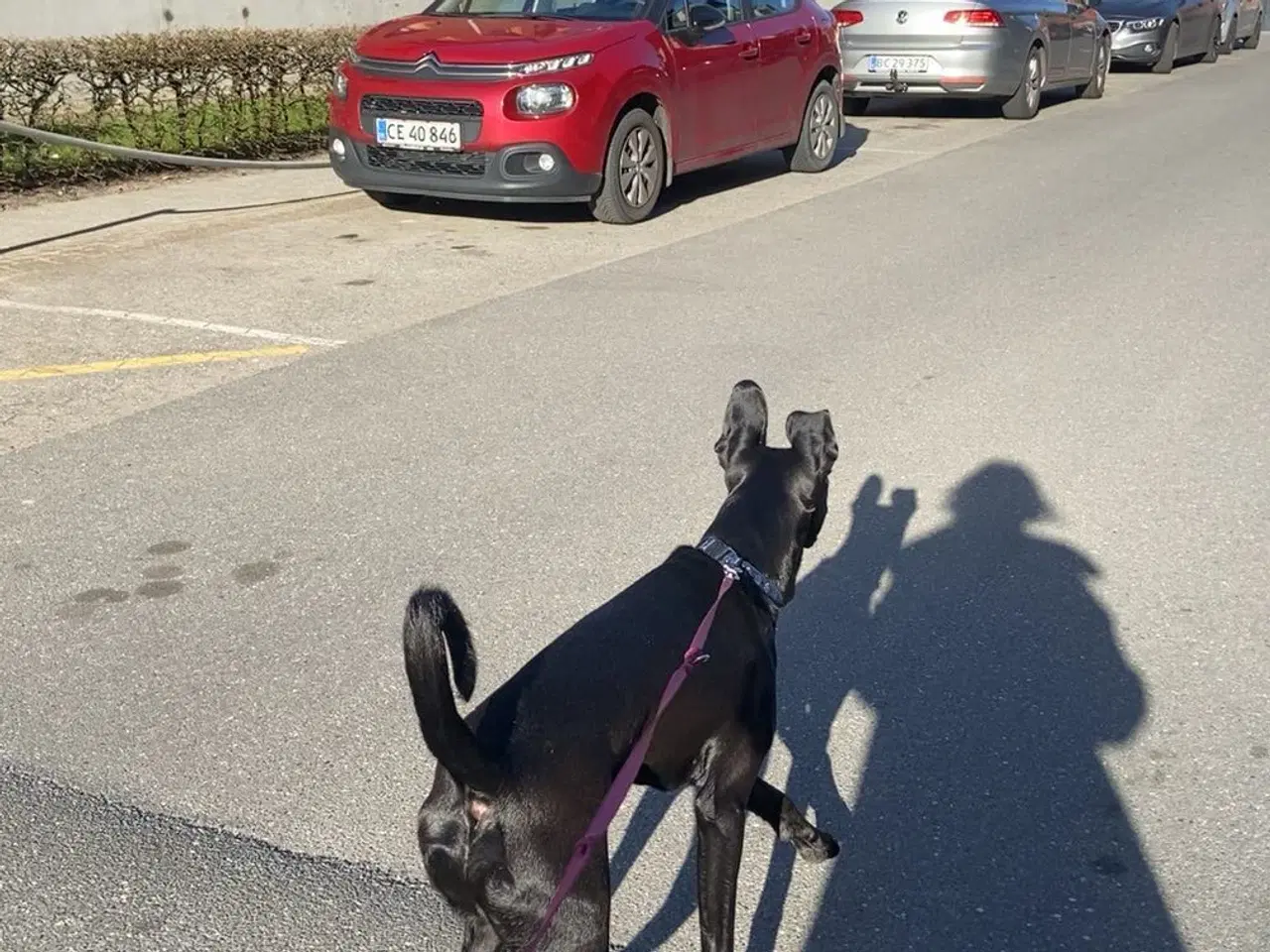 Billede 2 - Hunde søger et nyt hjem