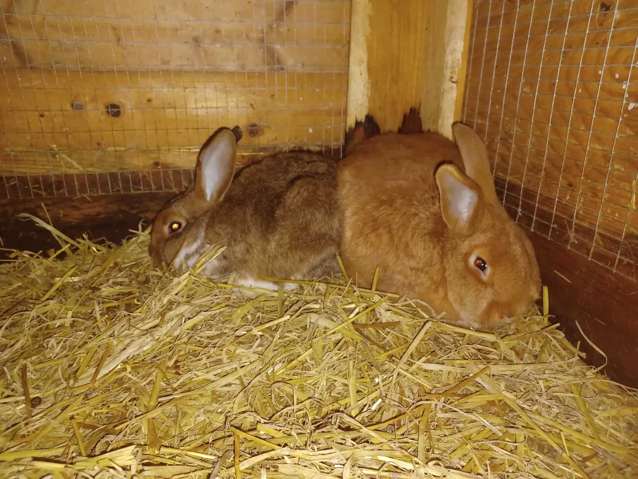 Billede 3 - New Zealand Red x Fransk Vædder 