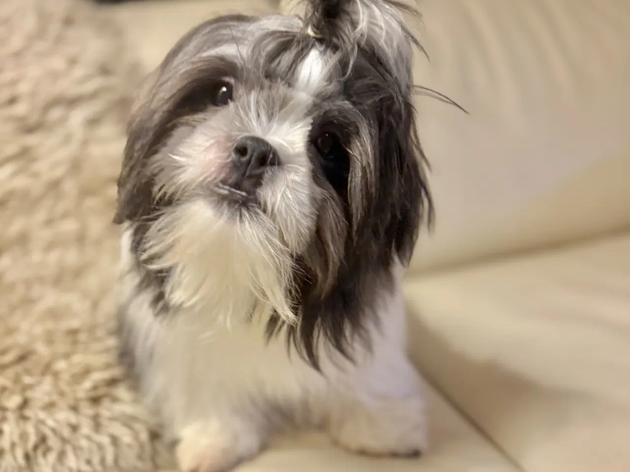 Billede 2 - 2 hanner hvalpehund på 5 måneder