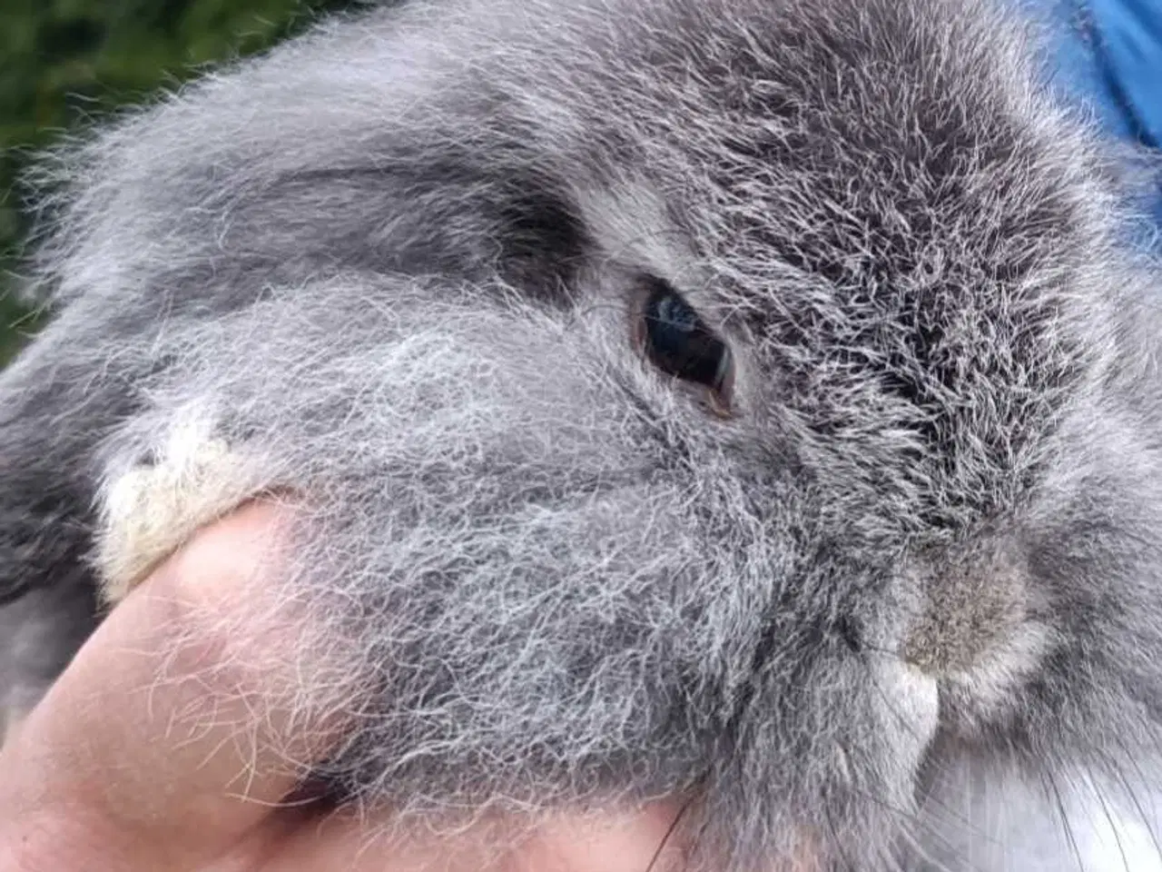 Billede 6 - Minilop/Dværg vædder unger.