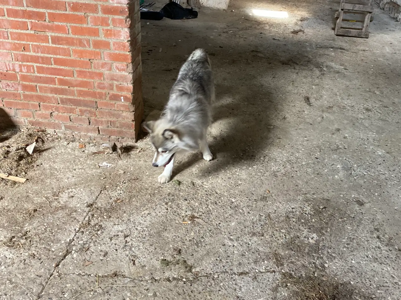 Billede 2 - Sibirisk husky 5år