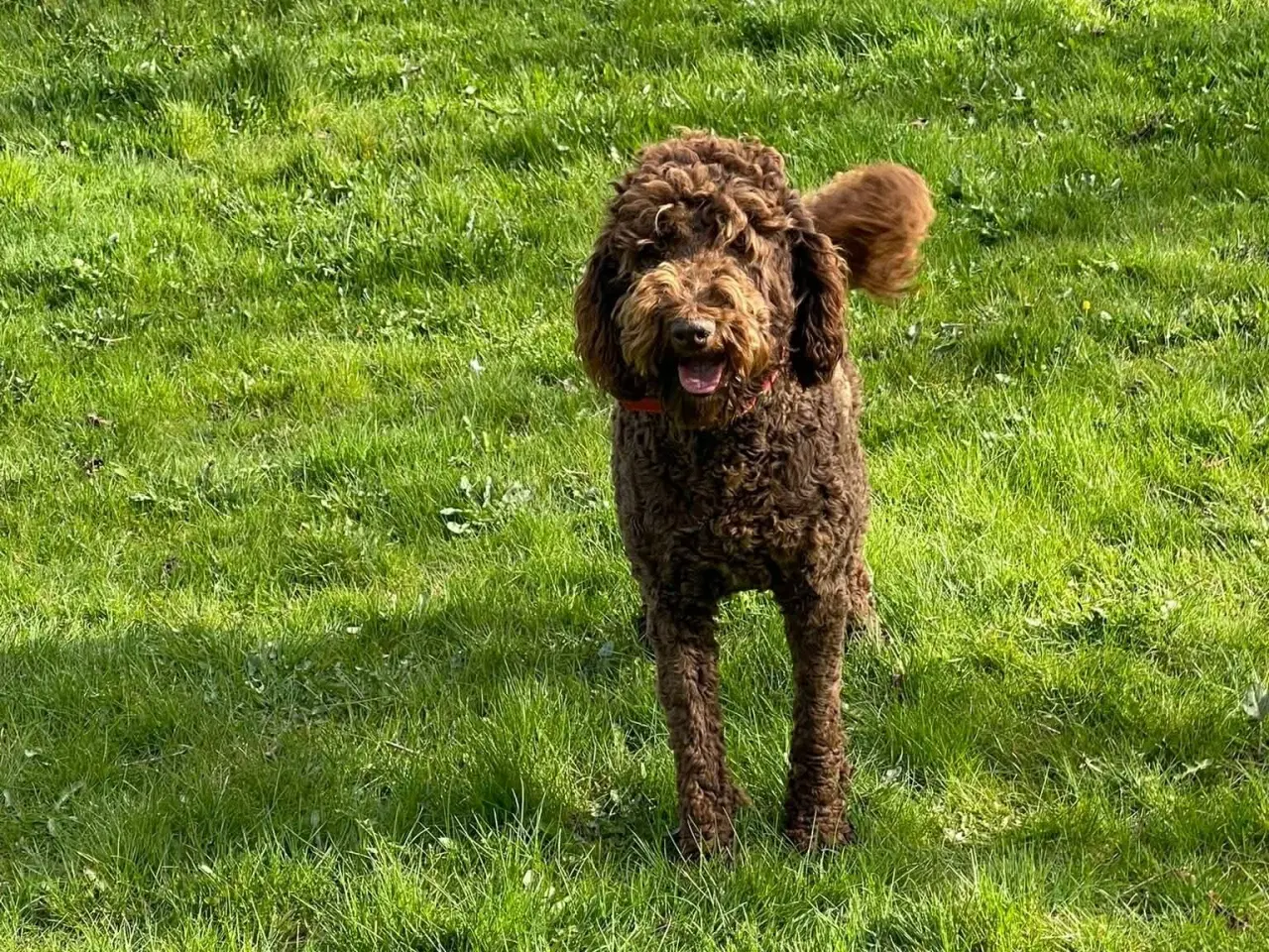 Billede 2 - 🐾 Skøn stor Goldendoodle pige 4 år 🐾