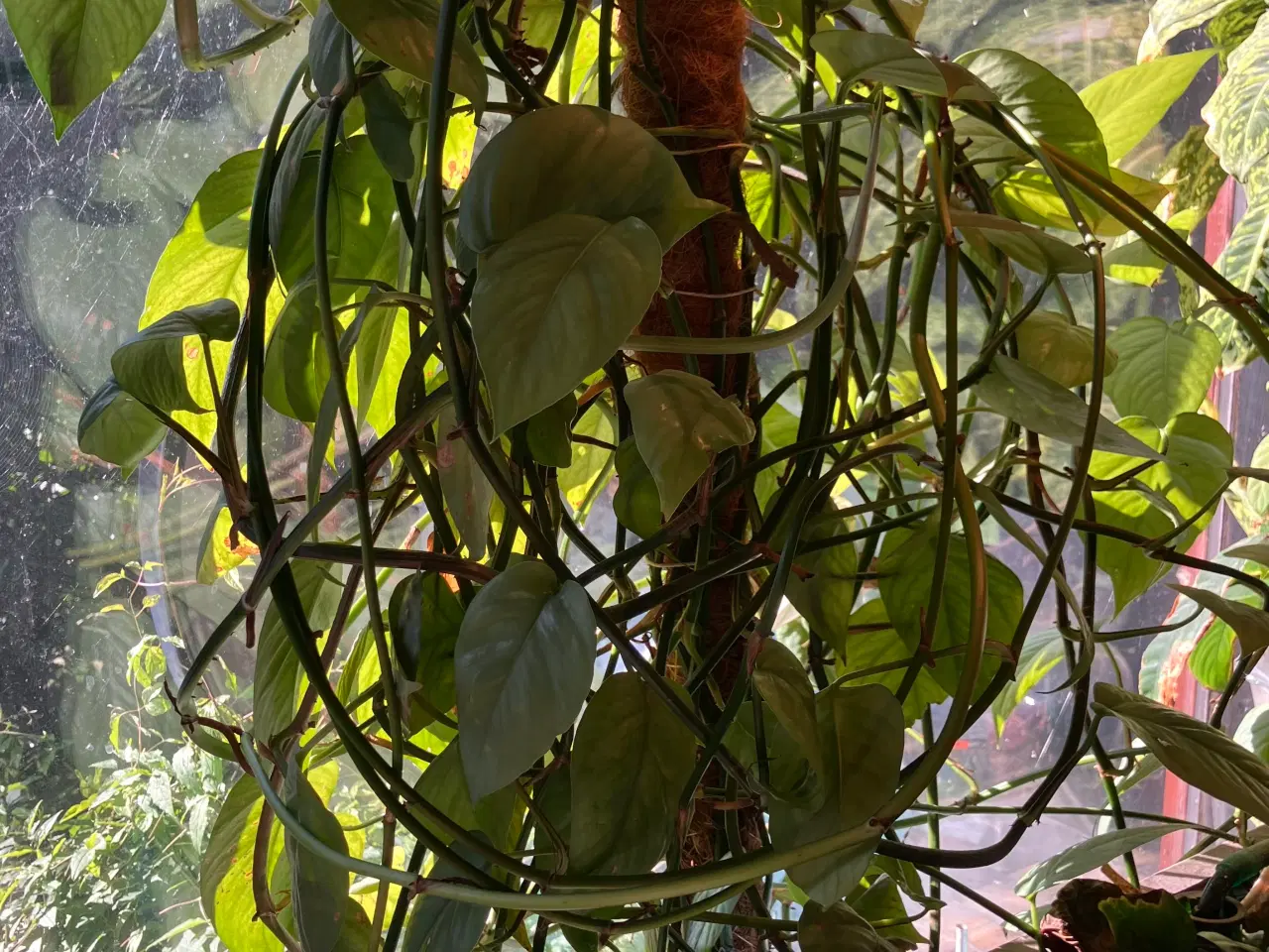 Billede 2 - Kæmpe Guldranke Cebu Blue, Epipremnum Pinnatum