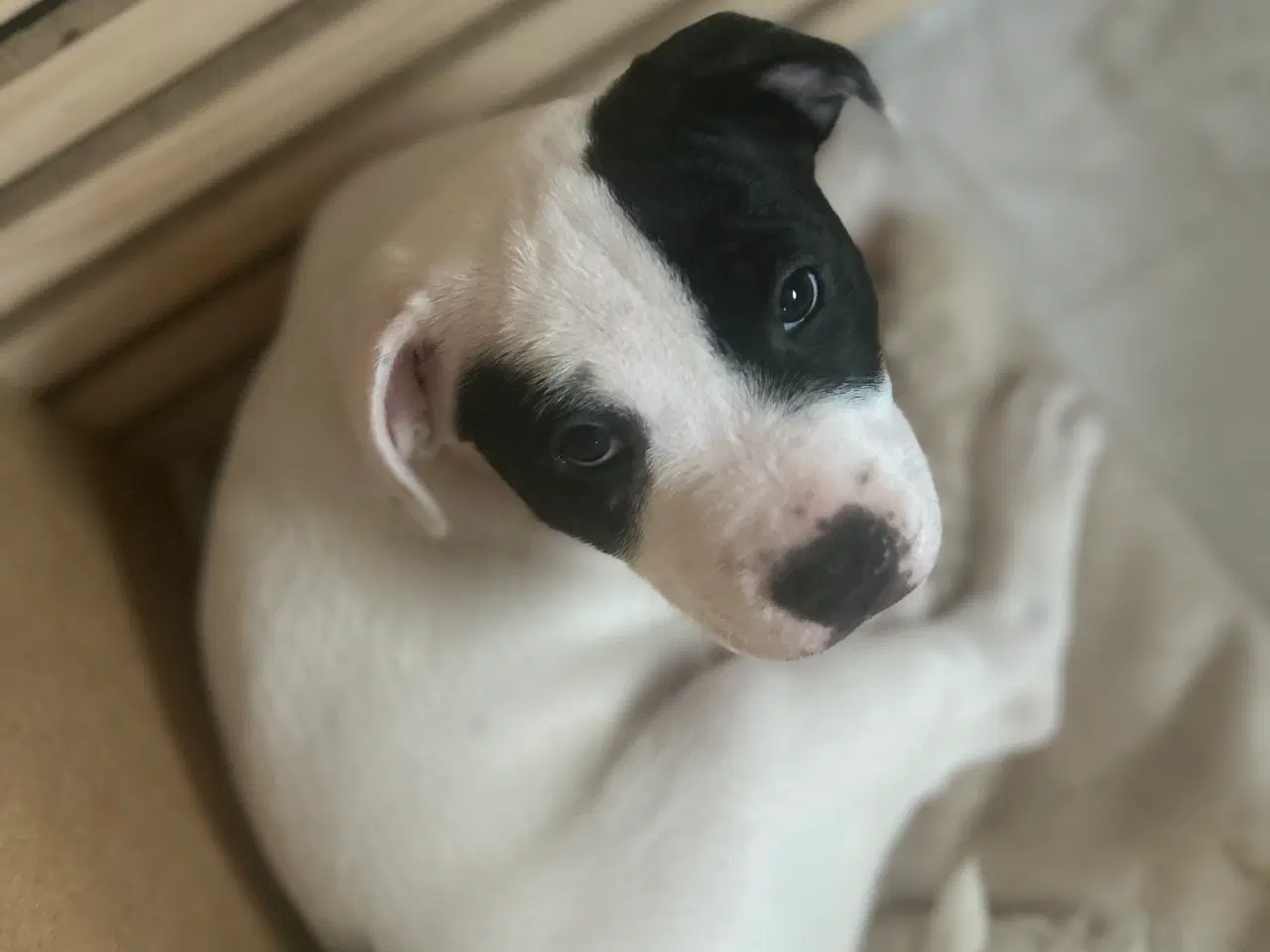 Billede 6 - Oeb/Boxer/Lab/staffordshire Bull terrier 