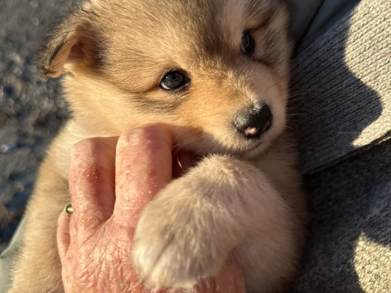 Billede 12 - Finske Lapphundehvalpe søger nye, kærlige hjem