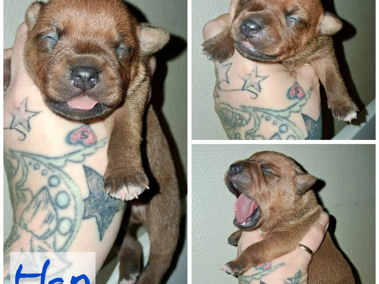 Billede 5 - Staffordshire Bull Terrier DKK