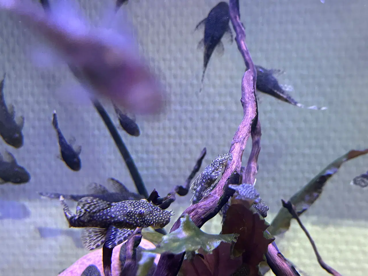 Billede 2 - Ancistrus Maller 