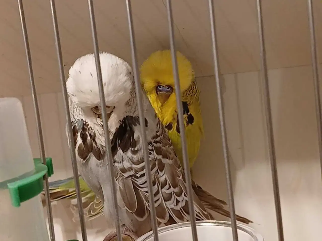 Billede 13 - 1 par Engelske undulater 