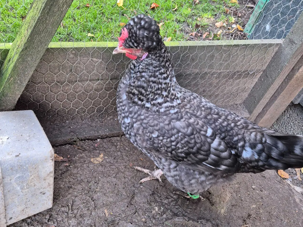 Billede 9 - Kyllinger silkehøns 