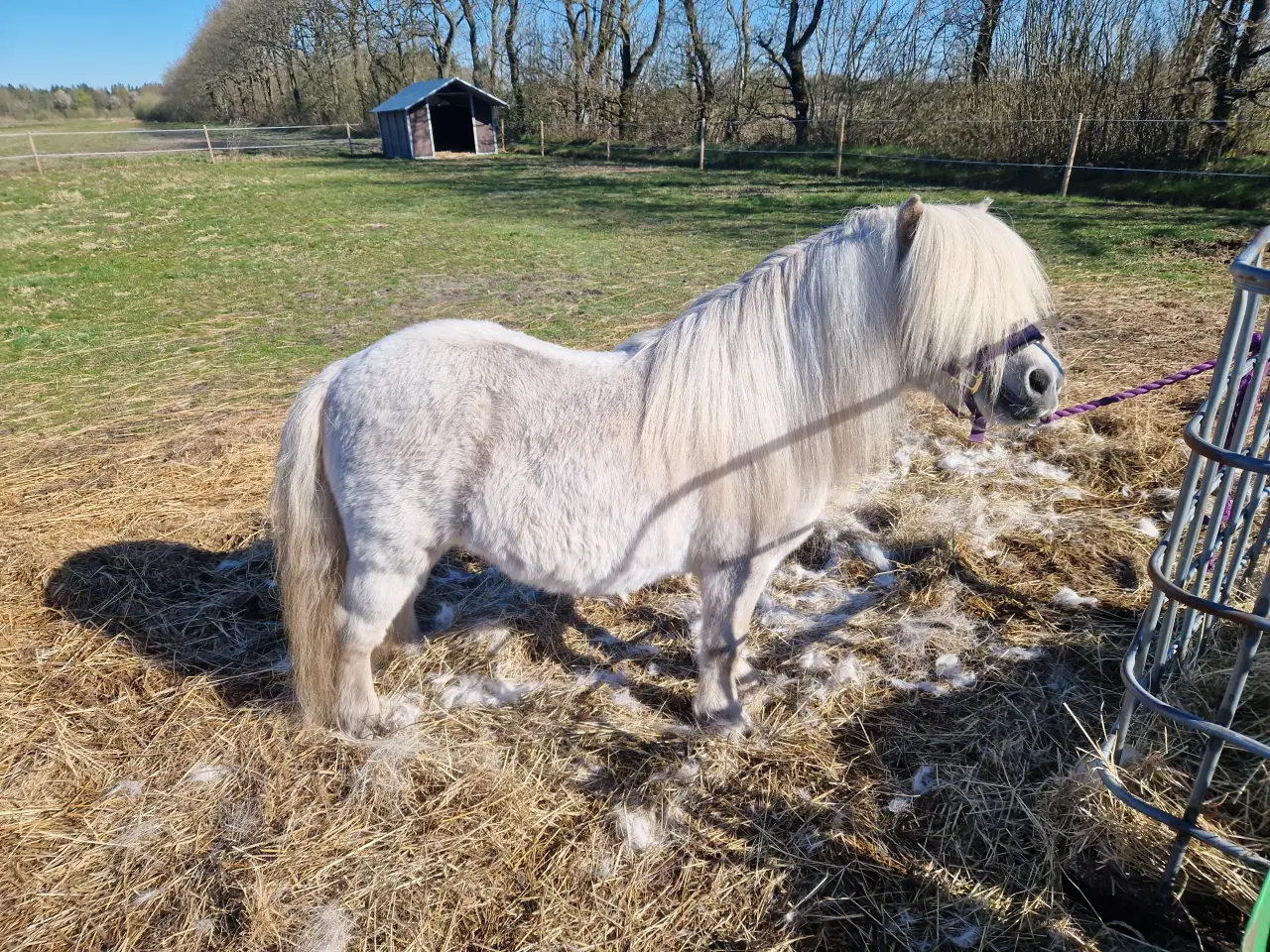 Billede 3 - Shetlænder hingst