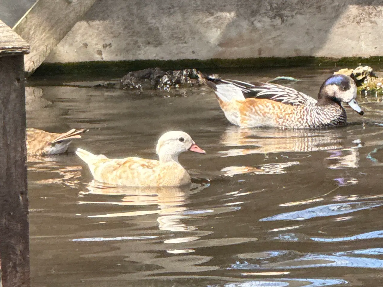 Billede 1 - Gul mandarin 