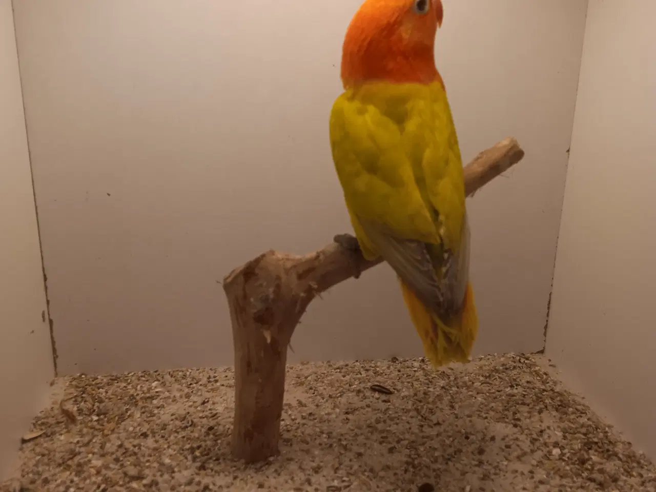 Billede 2 - Rødhovdetdvp i Opalin Dilute.