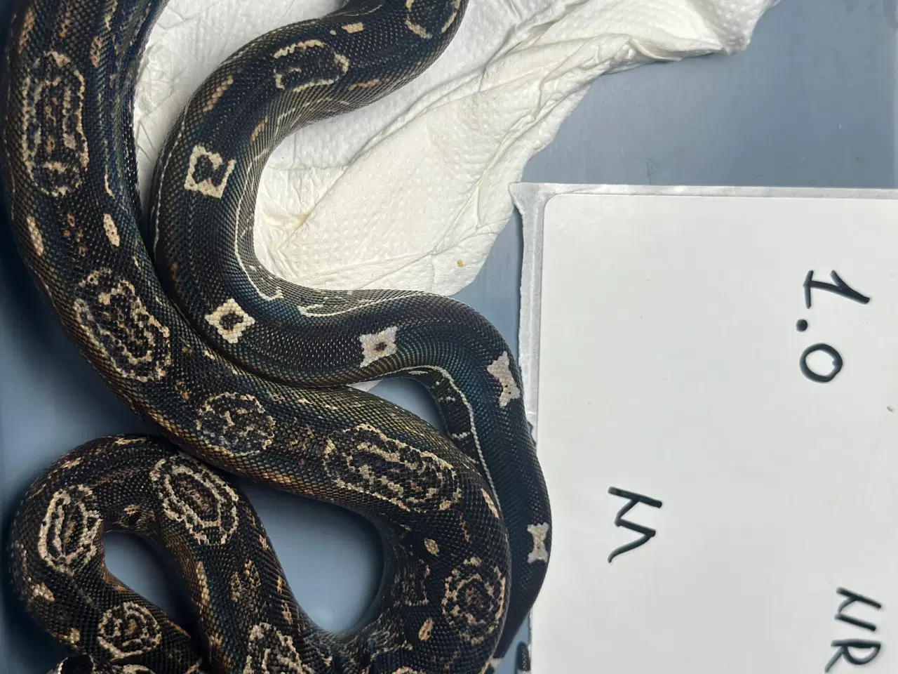 Billede 4 - Boa constrictor Keltic IMG poss Leopard Kahl A