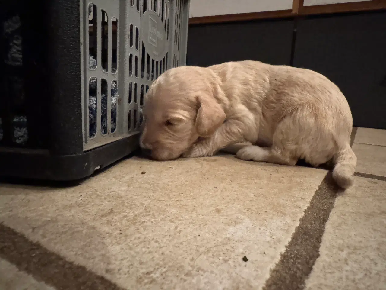 Billede 6 - Cockerdoodle / Cockapoo / Cockerpoo / Doodle hvalp