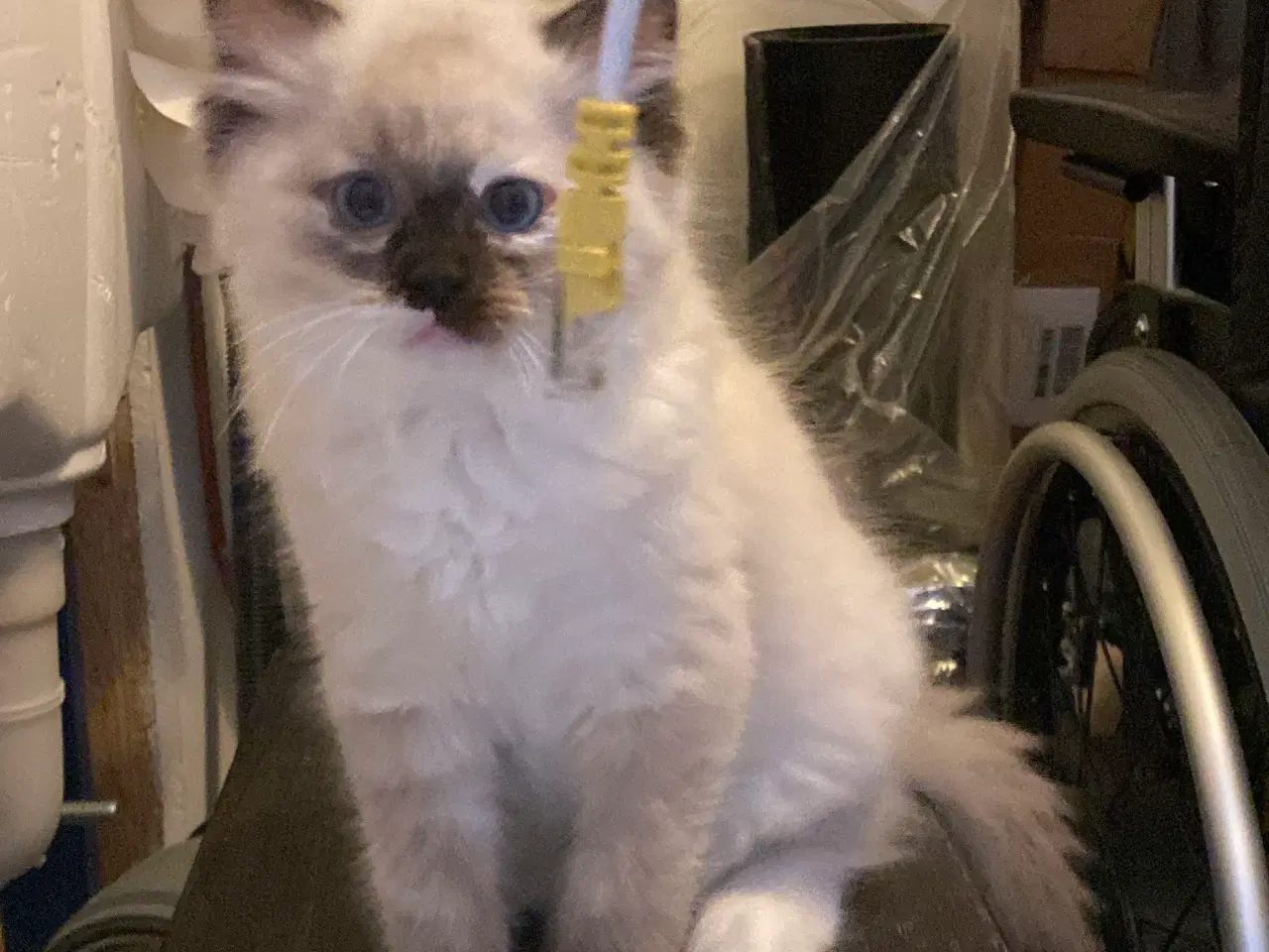 Billede 5 - Ragdoll killing med stamtavle 