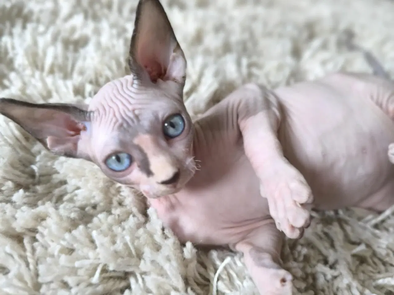 Billede 1 - SPHYNX killinger <3