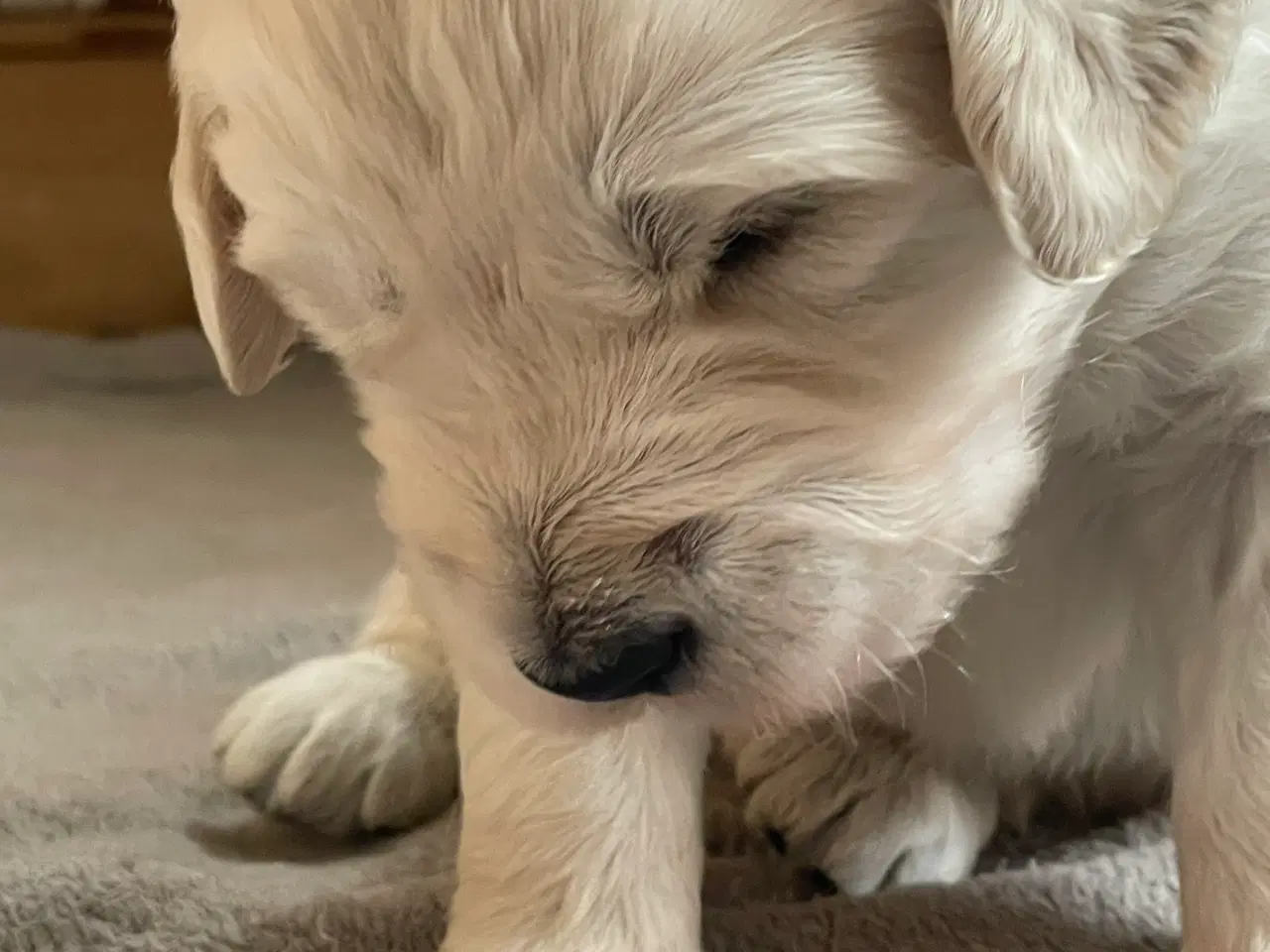 Billede 8 - Hvalpe - Goldendoodle
