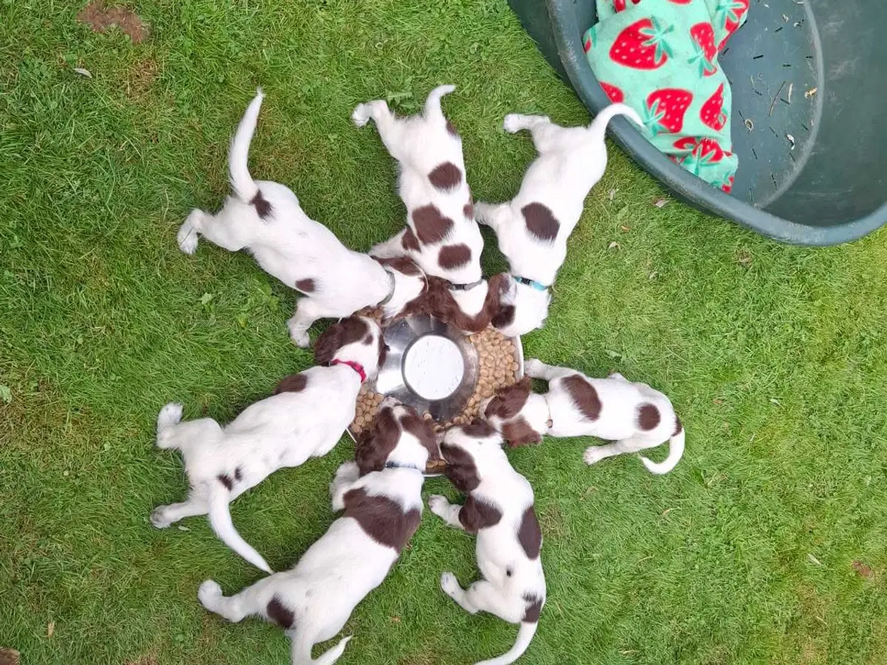 Billede 4 - Springer Spaniel hvalpe