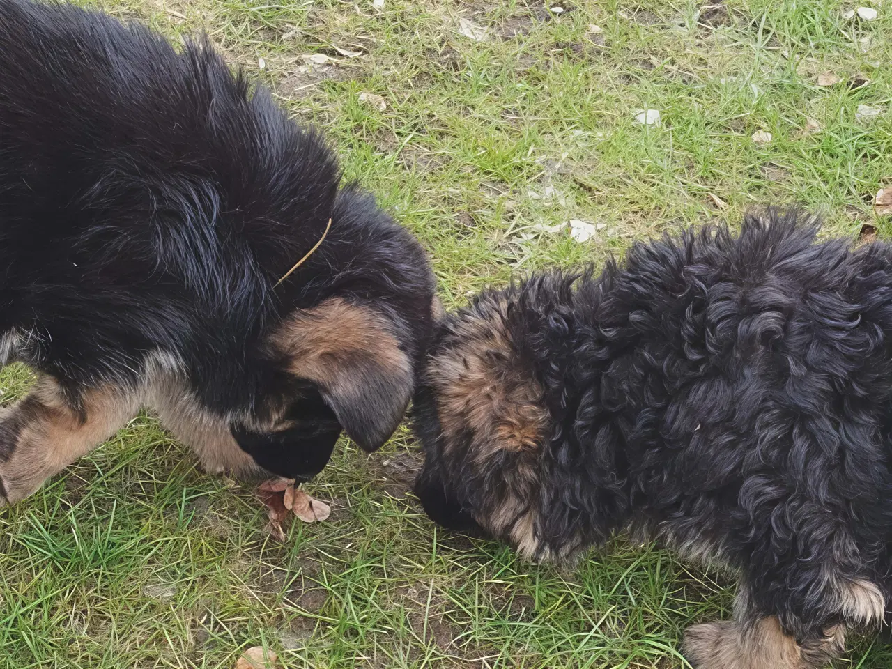 Billede 7 - Schæfer valp til påske 