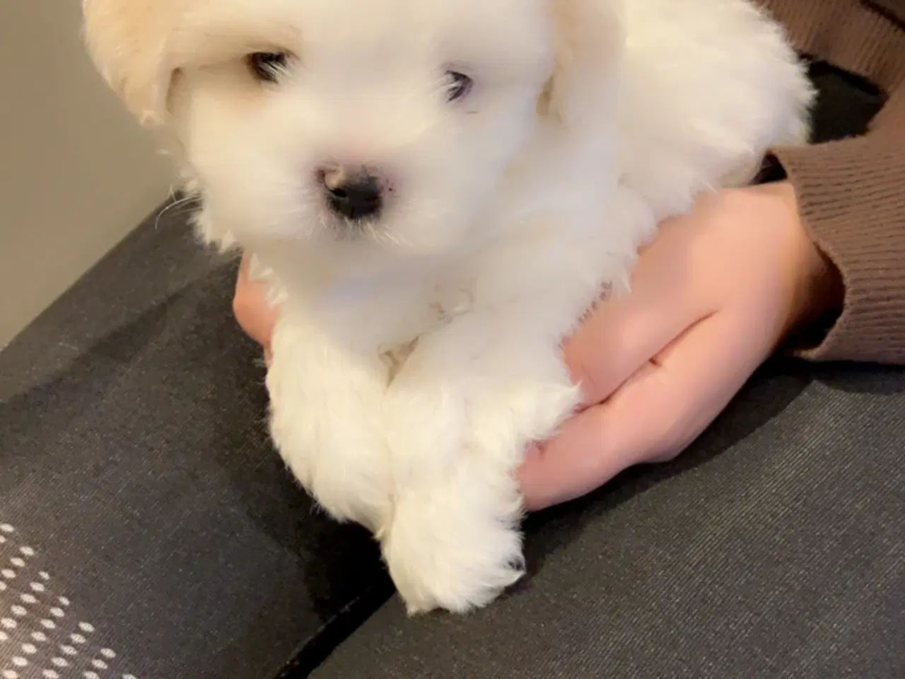 Billede 5 - Små maltipoo klar til kærlghed