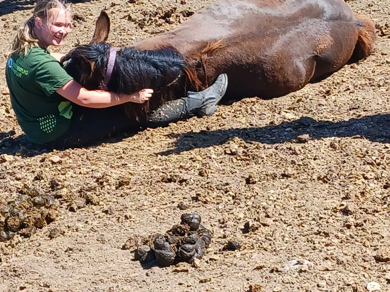 Billede 6 - 1 årig Jyskhest hingst sælges