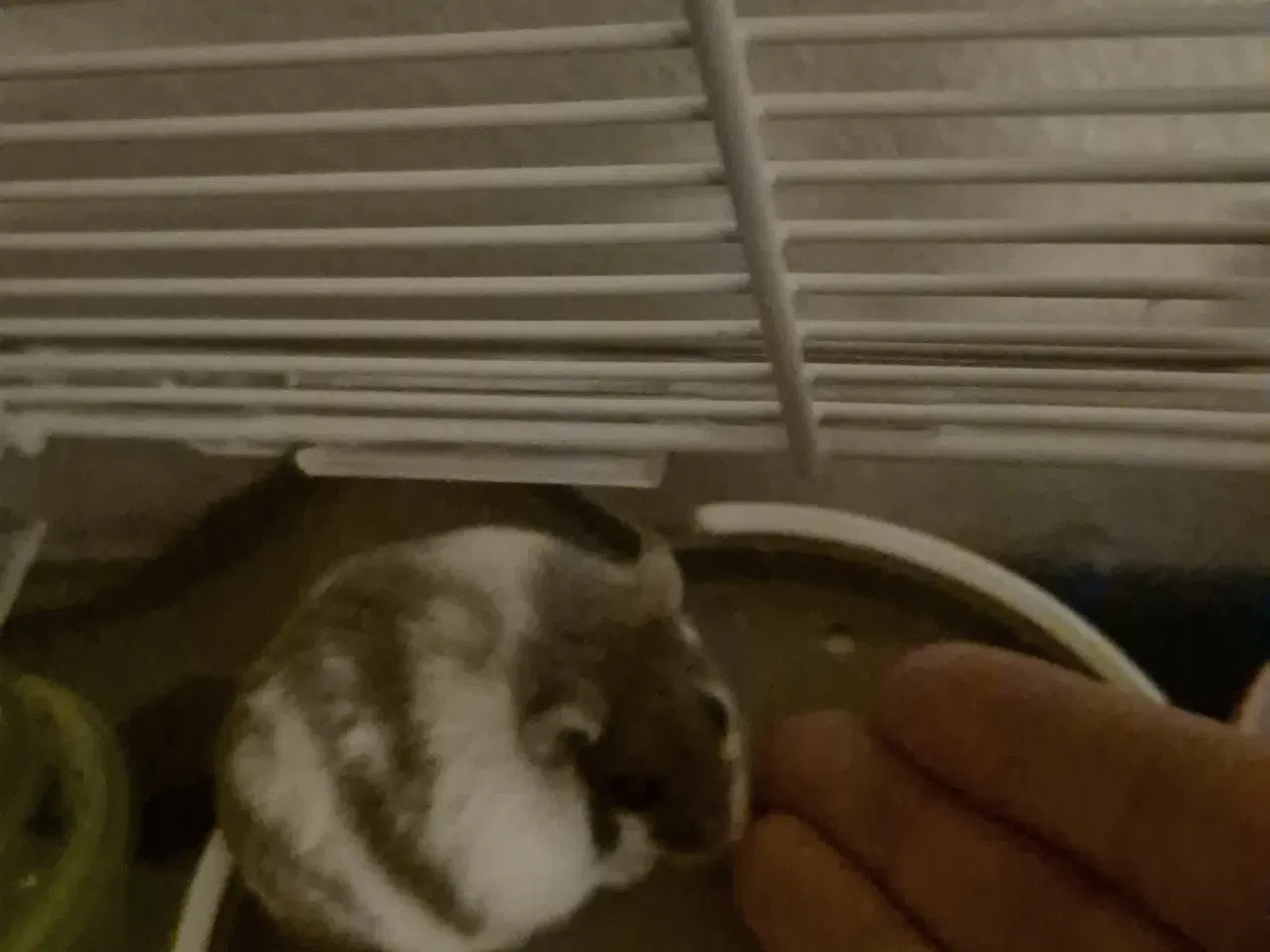 Billede 9 - Søde dværghamstere søger nyt hjem