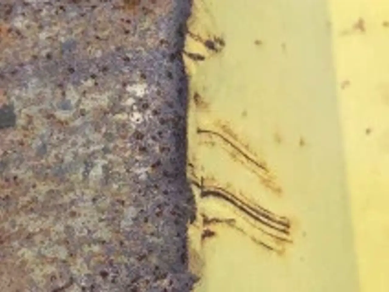 Billede 7 - New Holland TX68 Plade