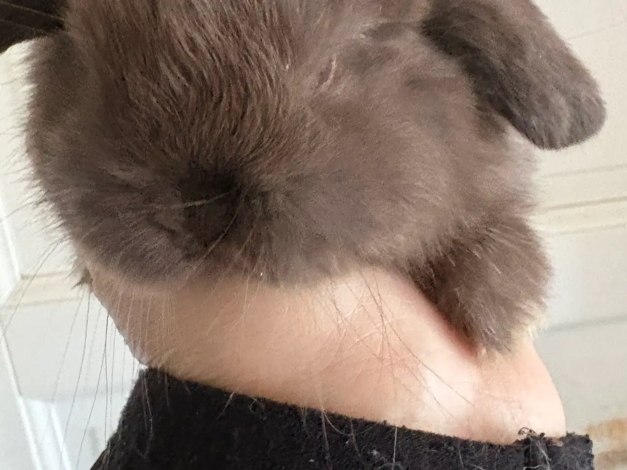 Billede 9 - Minilops unger