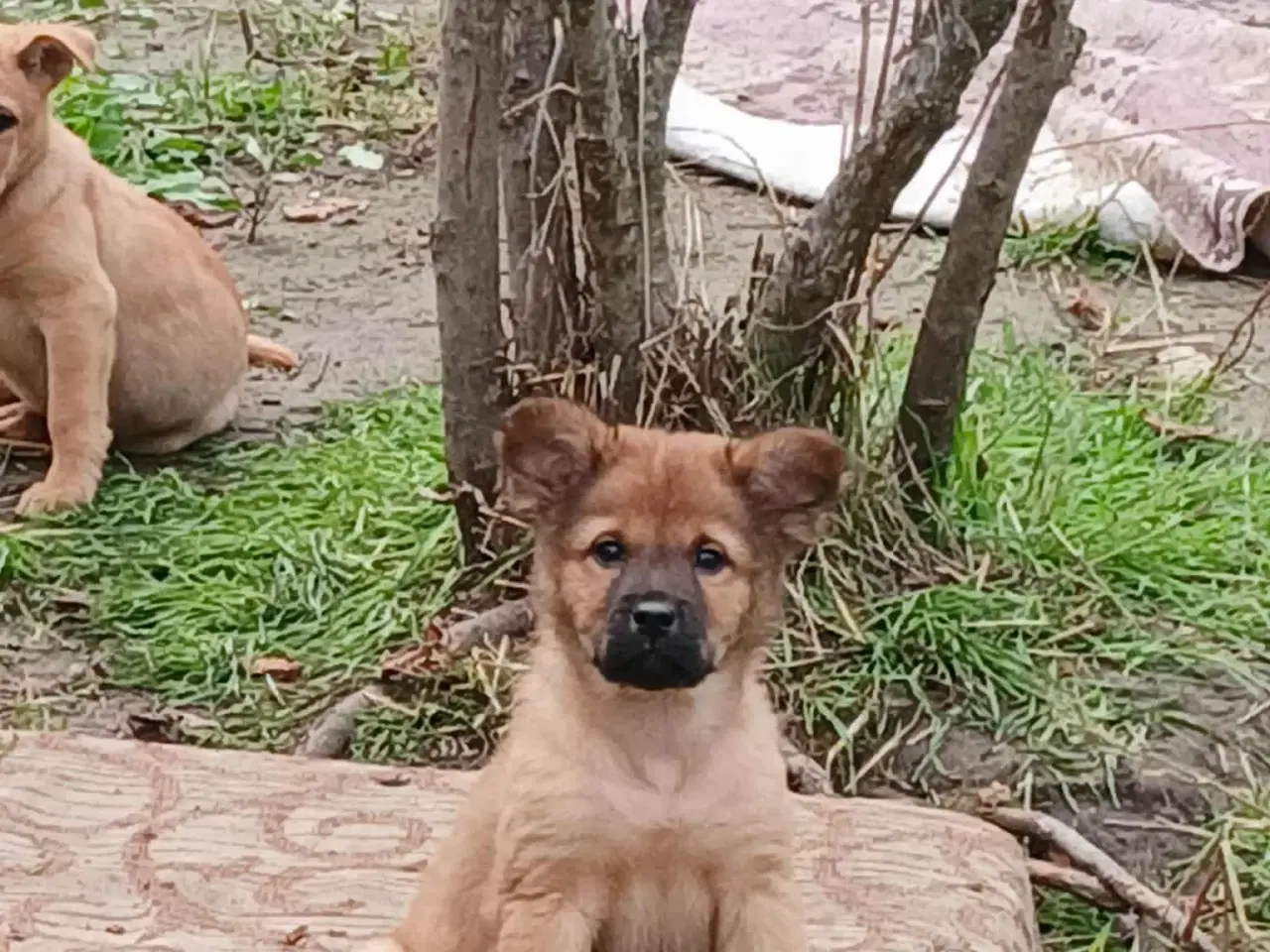 Billede 10 - Lille Rie leder efter sit 4-ever hjem 🏡