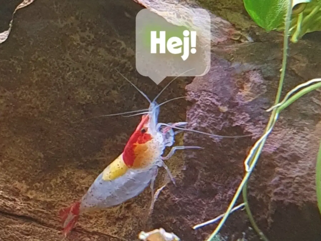 Billede 1 - Neocaridina davidi Red Rili rejer – pakke med 15