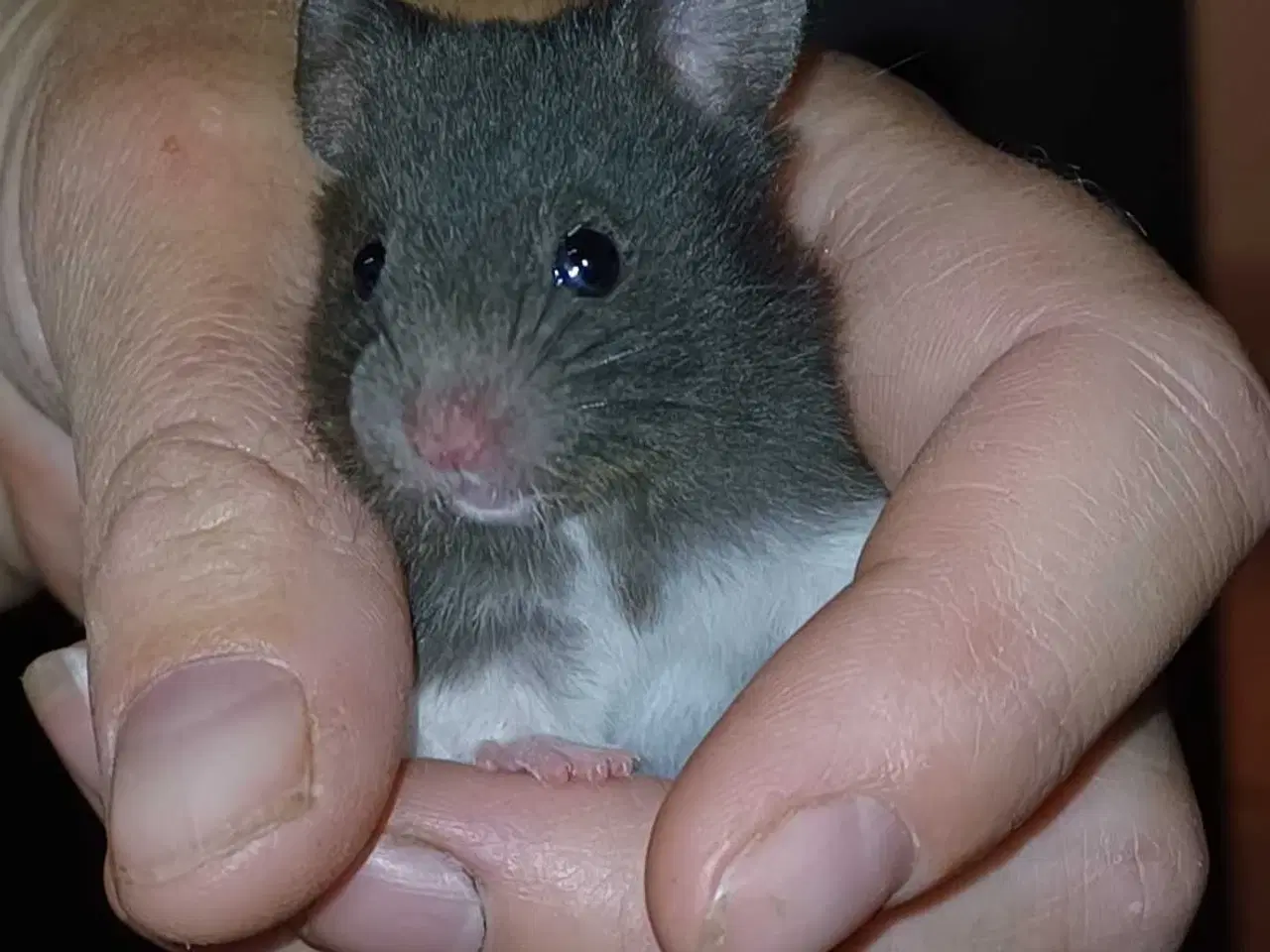 Billede 17 - Guldhamster unger 