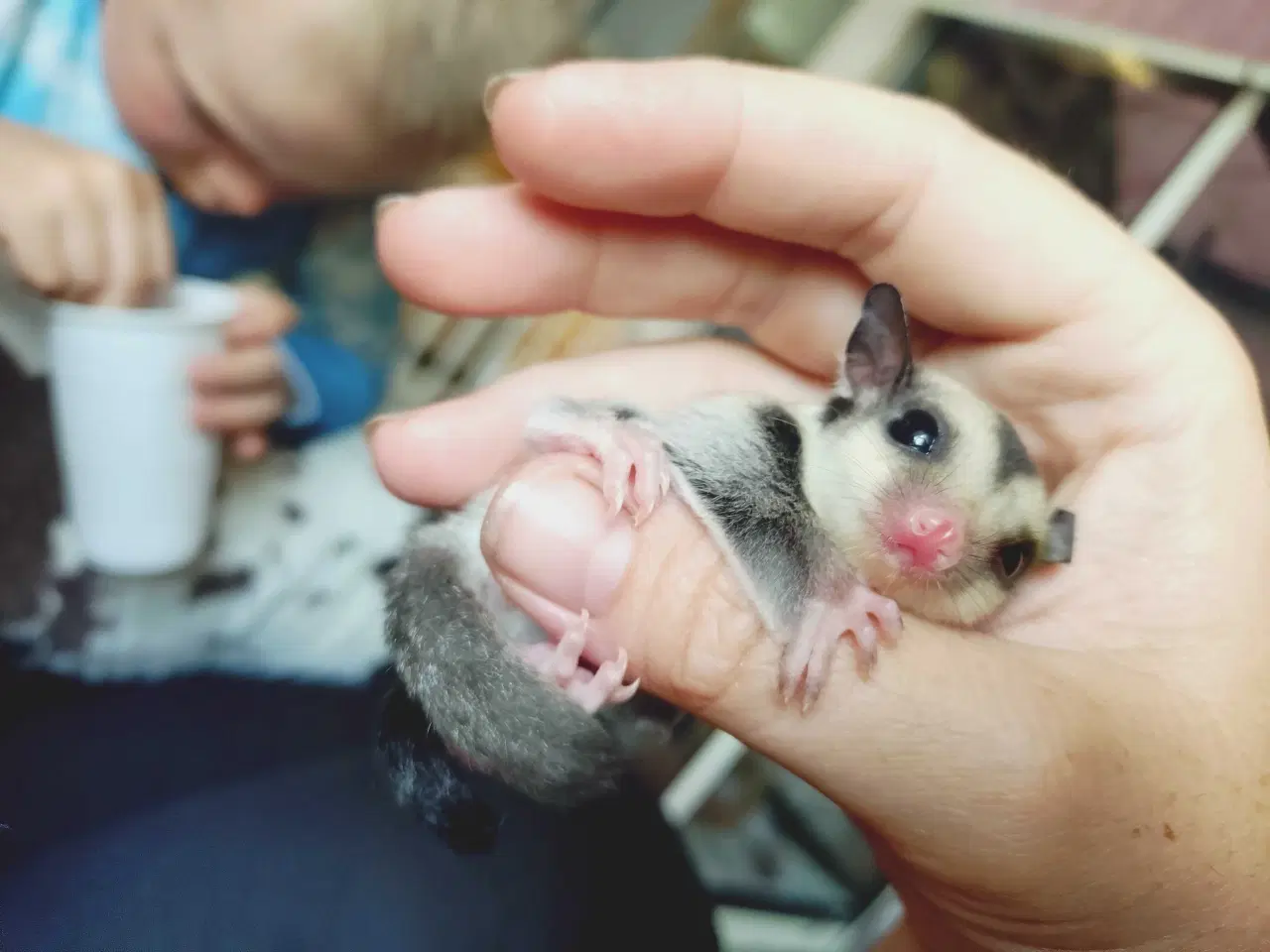 Billede 7 - Sugar glider 
