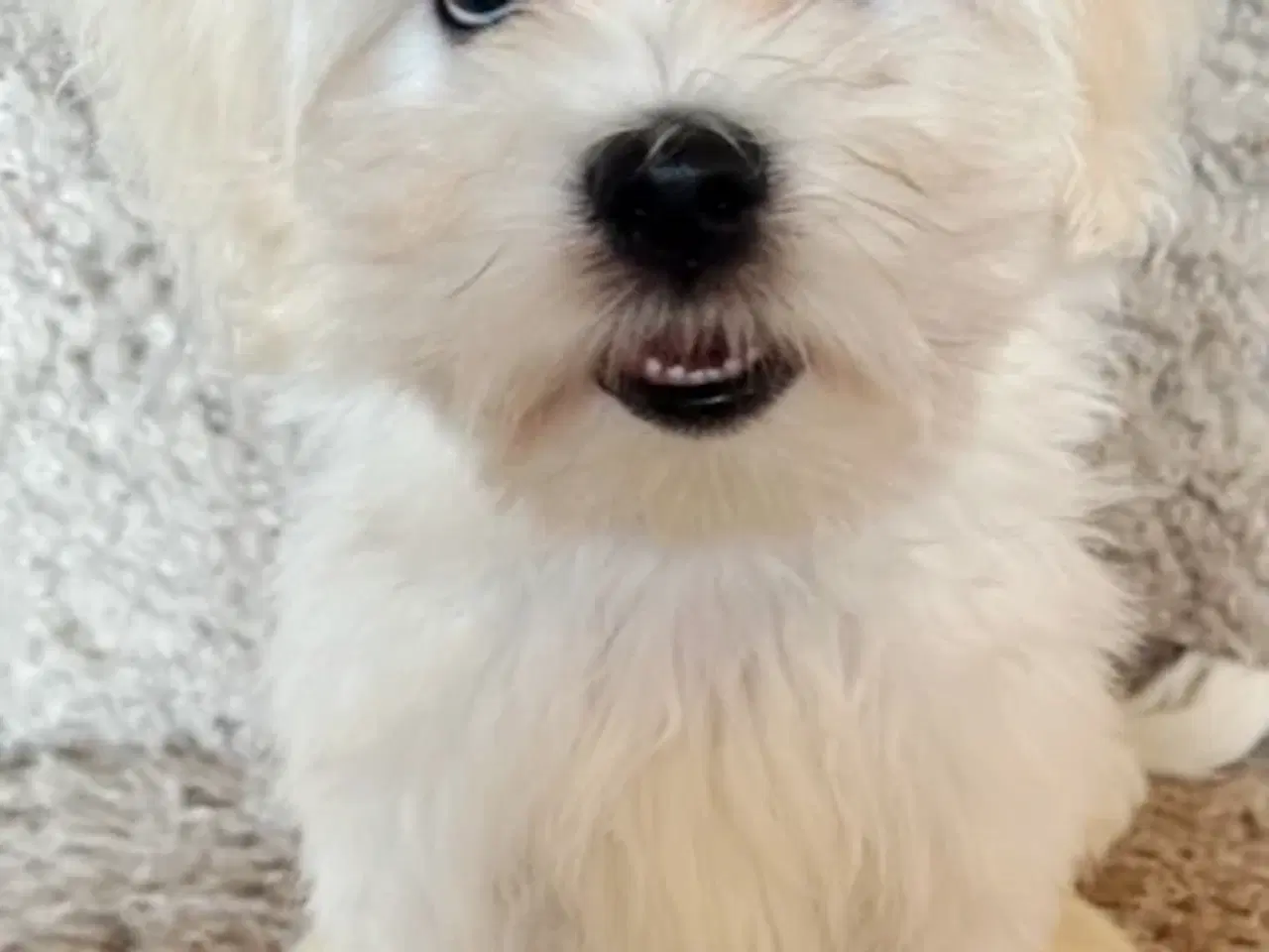 Billede 3 - Havaapso han Hvalp - Klar til at flytte.