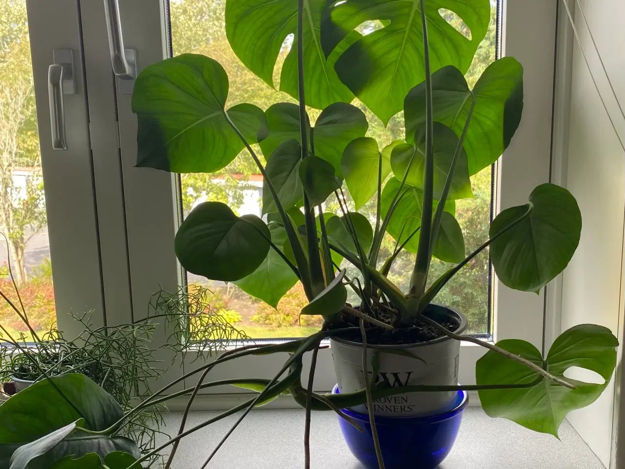 Billede 5 - Monstera