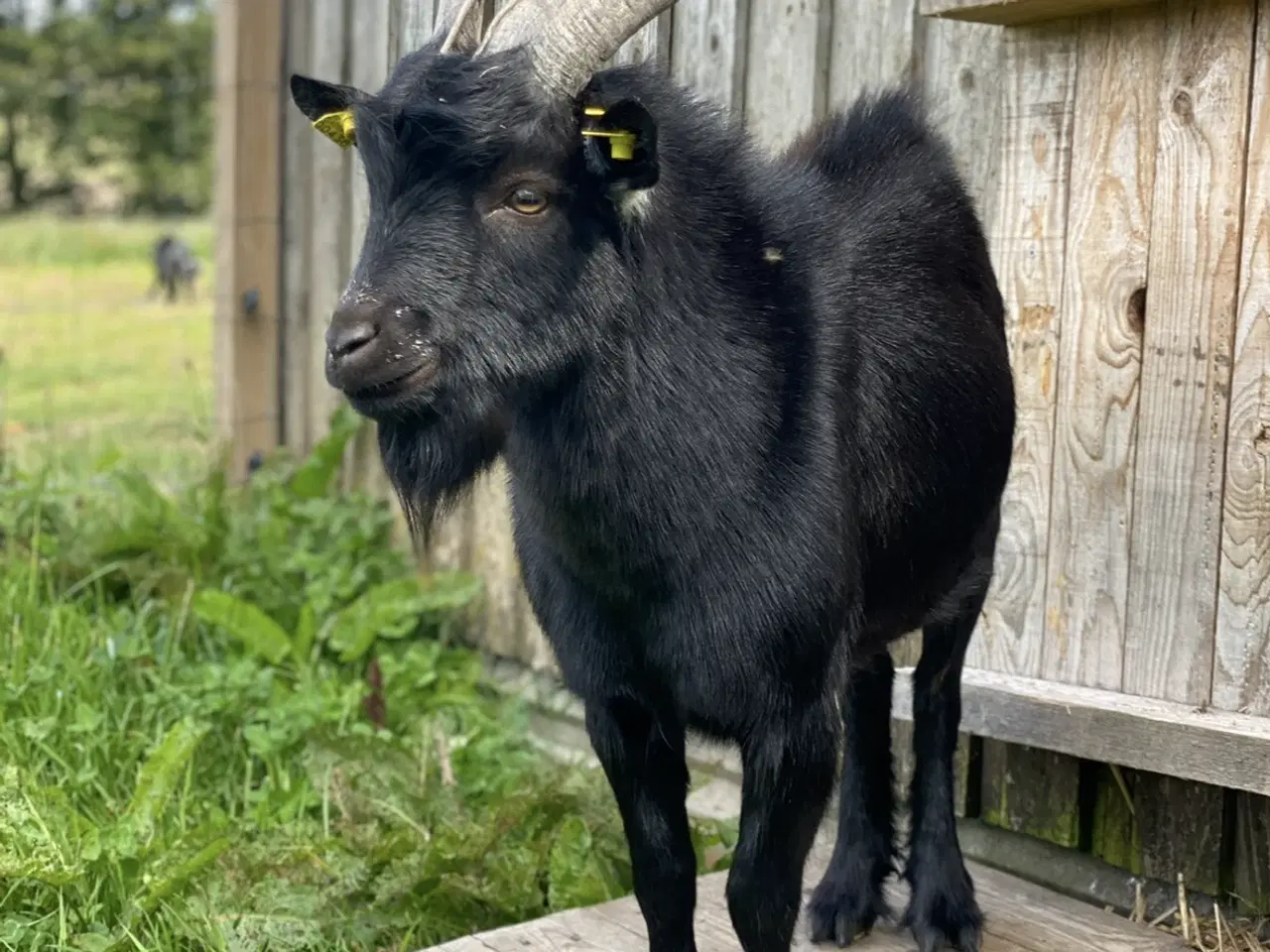 Billede 1 - Buk søger nyt hjem 
