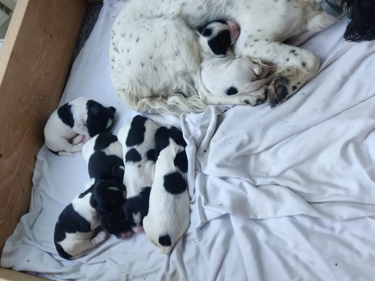 Billede 3 - Springer spaniel hvalpe 