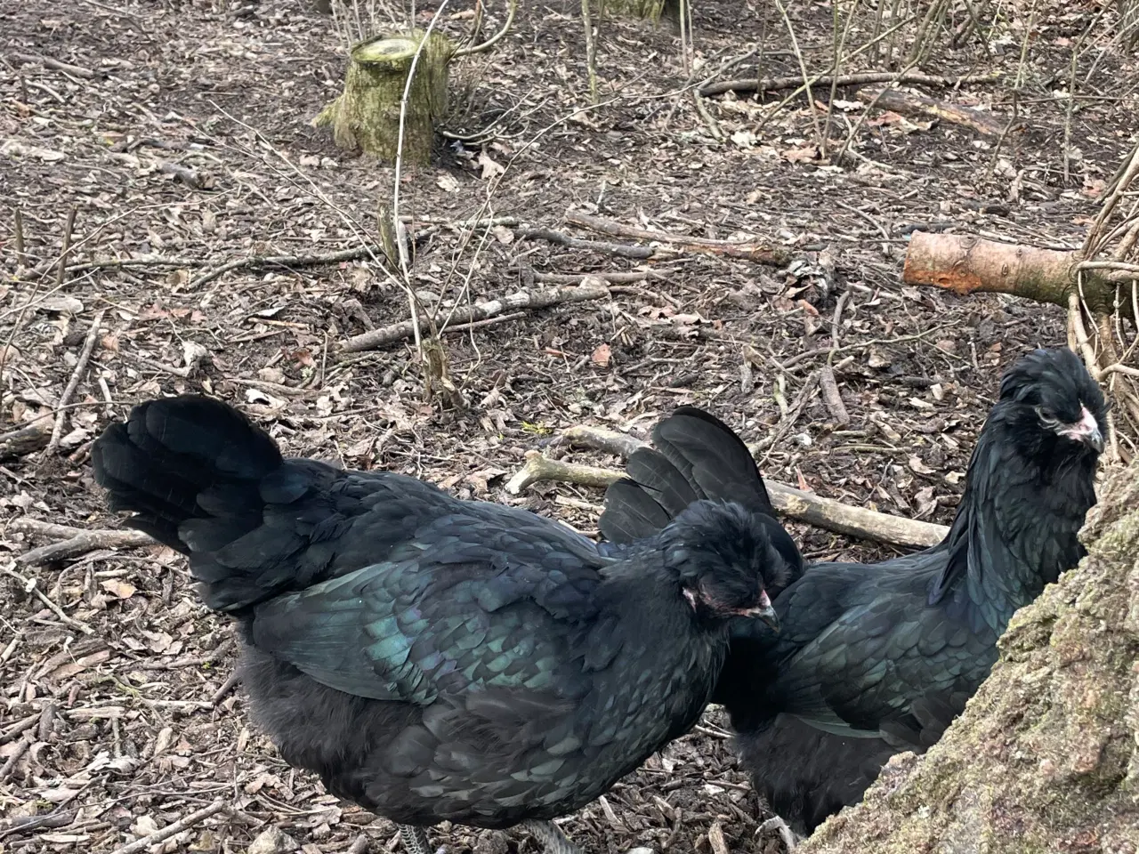 Billede 6 - Engelsk Araucana rugeæg