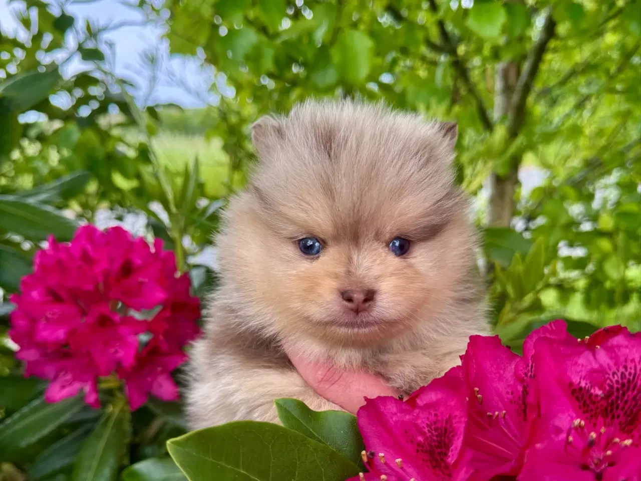 Billede 3 - Smukke  pomerania hvalpe 