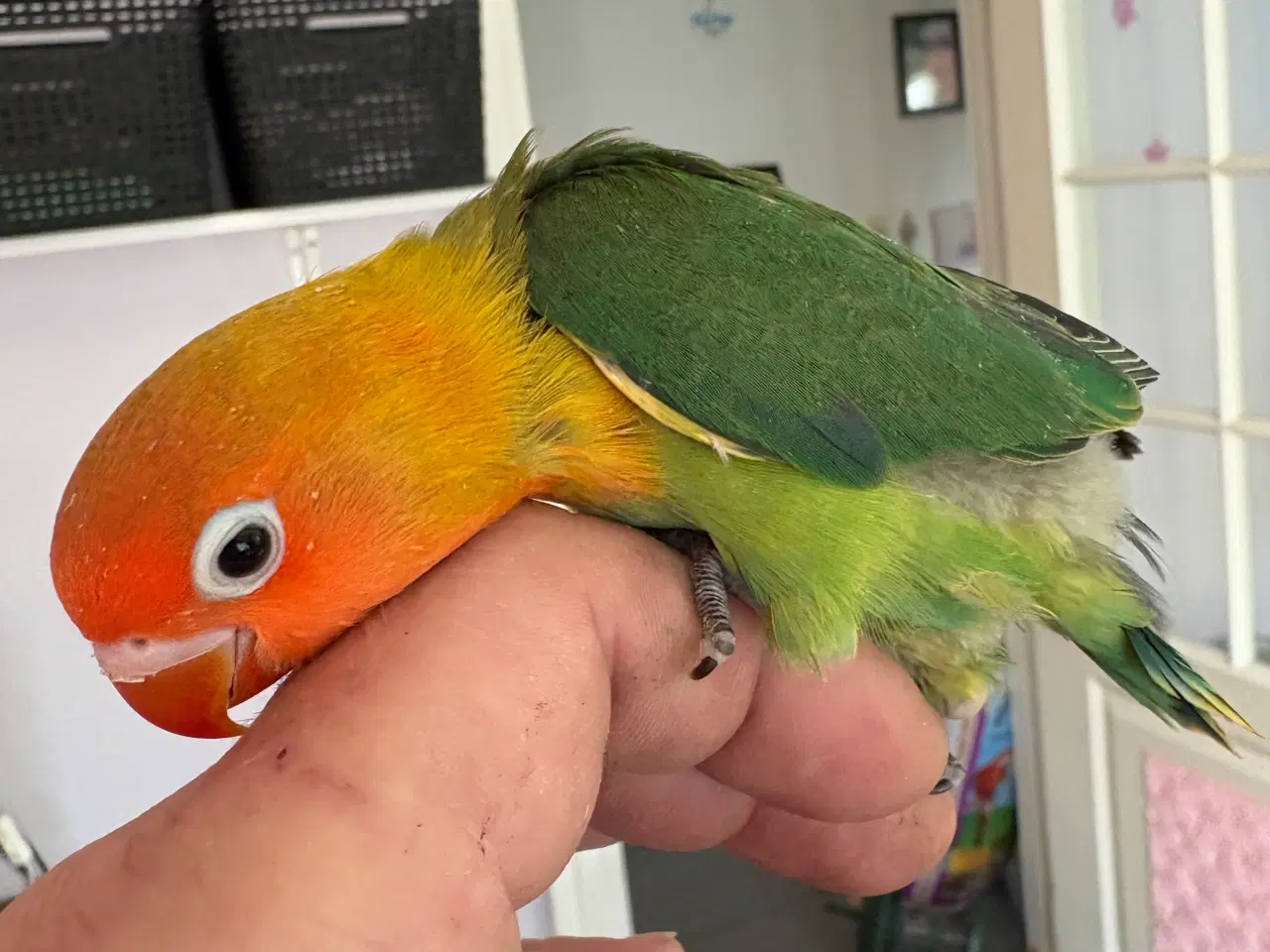 Billede 3 - Håndopmadet Rødhovedet dværgpapegøjer 