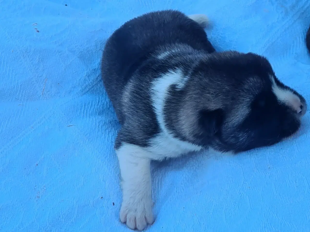 Billede 5 - Hundehvalpe Akita American 