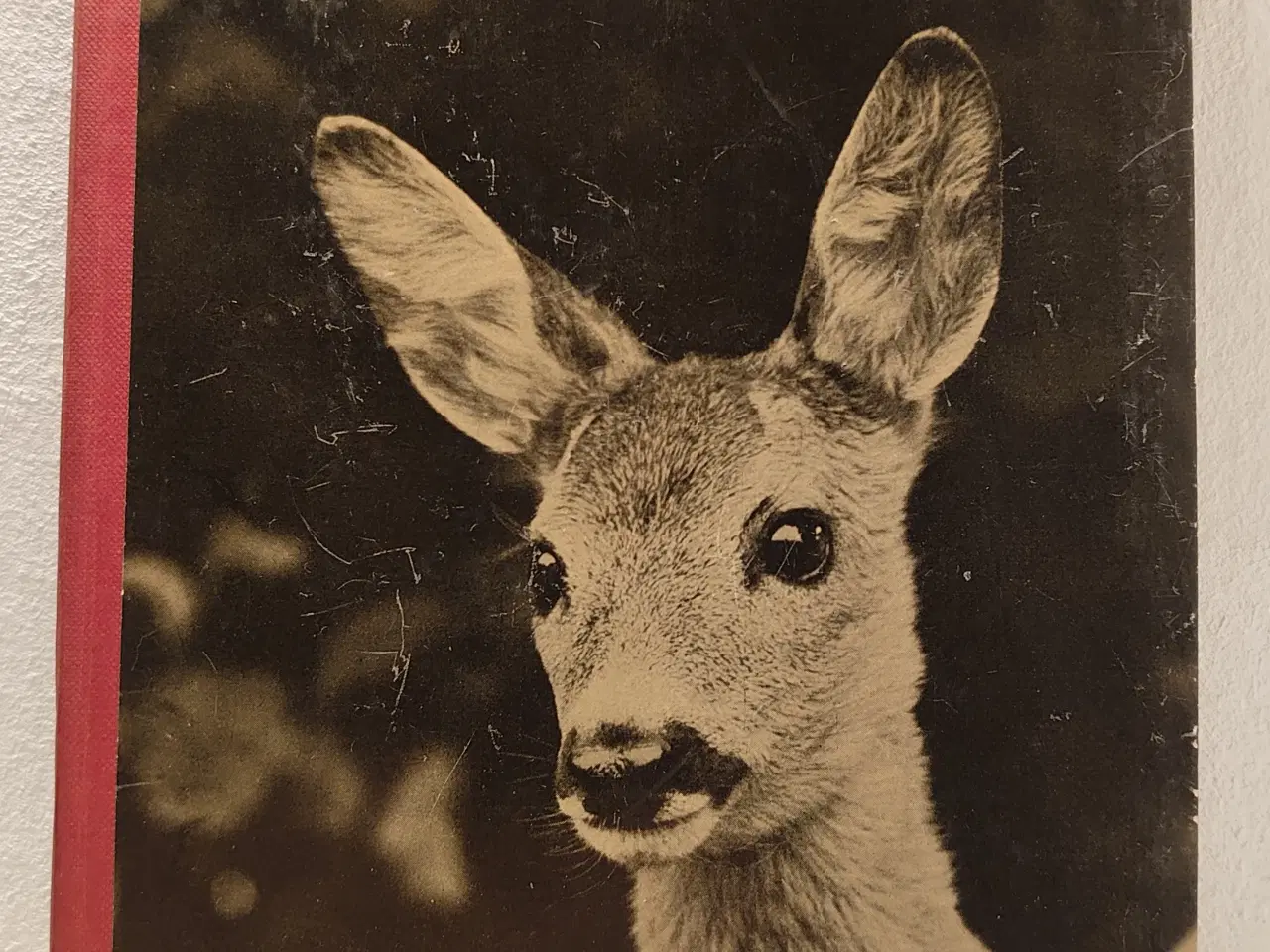 Billede 1 - John Hartmann: Bambi fra Gadevang. 1953.